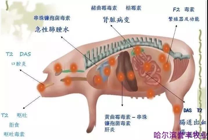 豬飼料廠家